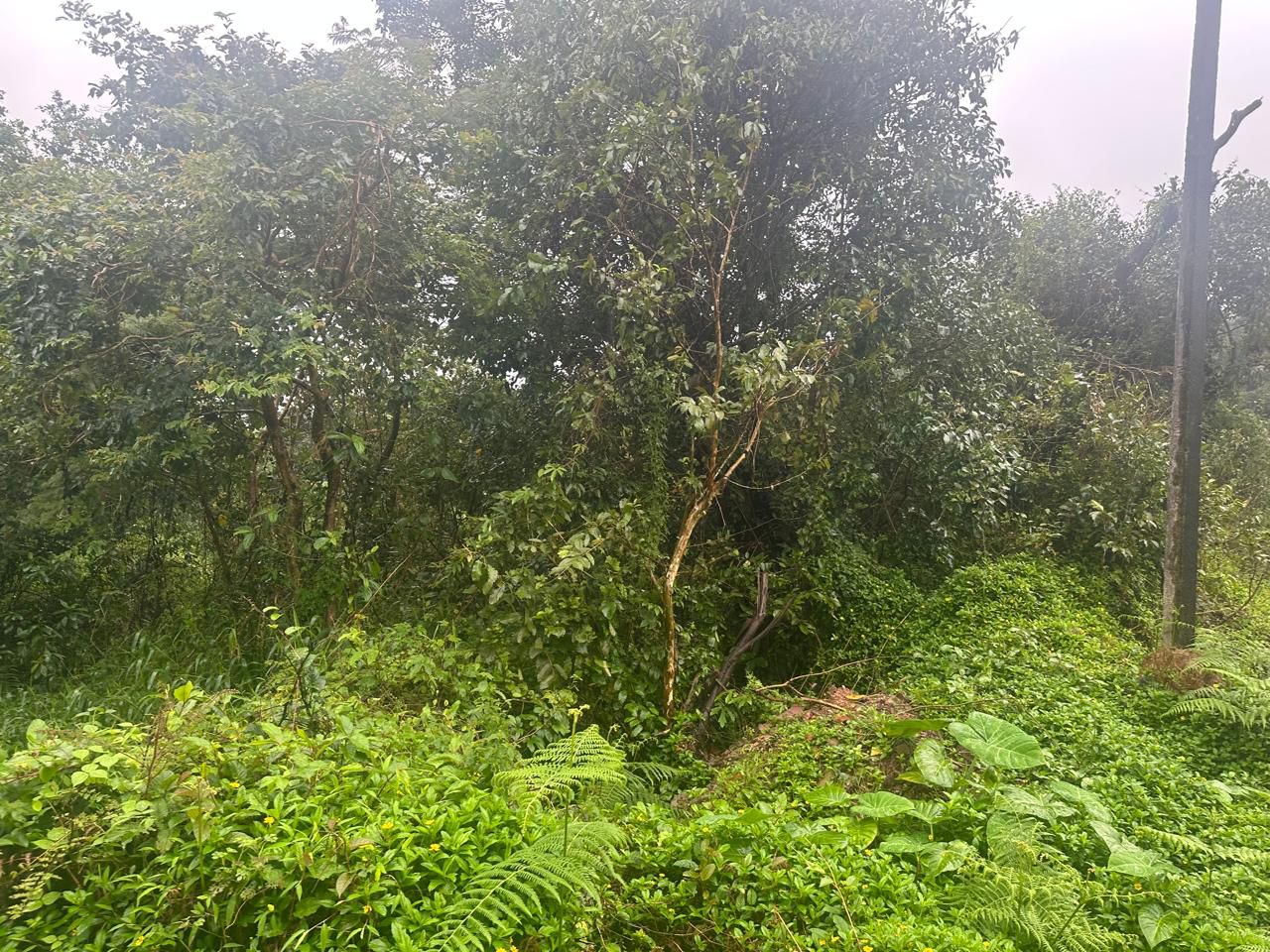 20 Gunta Land for Sale – Mudigere, Chikkamagaluru District